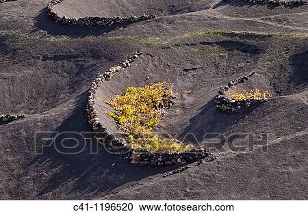 Cultivo de uvas La Geria LANZAROTE, CANARY ISLANDS SPAIN View Large Photo Image Stock Image - Cultivo de uvas La Geria LANZAROTE, CANARY ISLANDS SPAIN. Fotosearch