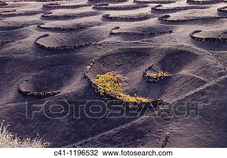 Cultivo de uvas La Geria LANZAROTE, CANARY ISLANDS SPAIN View Large Photo Image Stock Image - Cultivo de uvas La Geria LANZAROTE, CANARY ISLANDS SPAIN. Fotosearch
