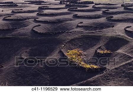 Cultivo de uvas La Geria LANZAROTE, CANARY ISLANDS SPAIN View Large Photo Image Stock Photo - Cultivo de uvas La Geria LANZAROTE, CANARY ISLANDS SPAIN. Fotosearch