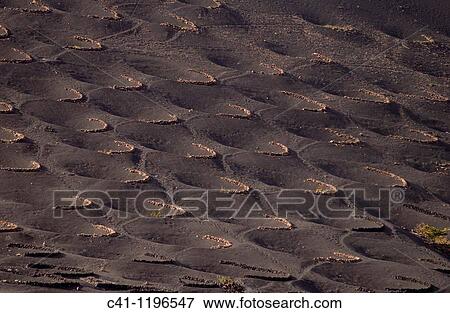 Cultivo de uvas La Geria LANZAROTE, CANARY ISLANDS SPAIN View Large Photo Image Stock Photo - Cultivo de uvas La Geria LANZAROTE, CANARY ISLANDS SPAIN. Fotosearch