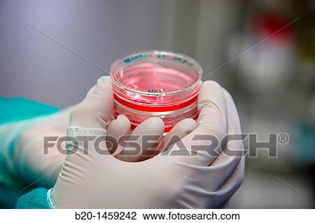Culture, Cell Culture Unit, Research in Oncology and Regenerative Medicine, Biodonostia Health and Biomedicine Research Institute, San Sebastian, Donostia, Gipuzkoa, Euskadi, Spain View Large Photo Image Stock Image - Culture, Cell Culture Unit, Research in Oncology and Regenerative Medicine, Biodonostia Health and Biomedicine Research Institute, San Sebastian, Donostia, Gipuzkoa, Euskadi, Spain. Fotosearch