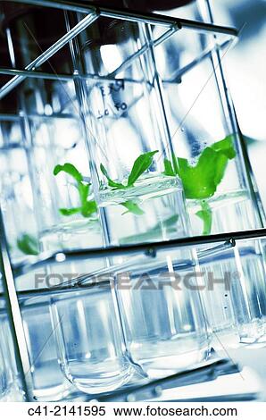 Stock Photography - culture in a microbiology laboratory.. Fotosearch