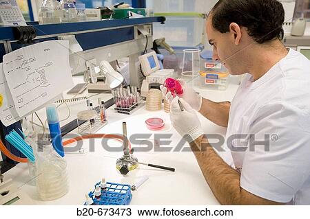 Stock Image - Cultures, Laboratory of Diagnosis, Departamento de Producci? n y Sanidad Animal, Neiker Tecnalia, Instituto de Investigaci? n y Desarrollo Agrario, Ganadero, Forestal y del Medio Natural, Derio, Bizkaia, Euskadi, Spain. Fotosearch