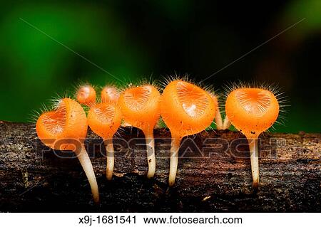 Cup mushroom in nature, Borneo View Large Photo Image Stock Image - Cup mushroom in nature, Borneo. Fotosearch