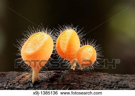 Stock Photograph - cup mushroom in nature. Fotosearch