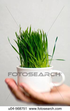 Cup of wheat grass. View Large Photo Image Stock Image - Cup of wheat grass.. Fotosearch
