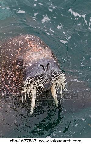 Curious adult bull walrus Odobenus rosmarus rosmarus approach the ship at Moffen Island in the Svalbard Archipelago, Norway View Large Photo Image Stock Photo - Curious adult bull walrus Odobenus rosmarus rosmarus approach the ship at Moffen Island in the Svalbard Archipelago, Norway. Fotosearch