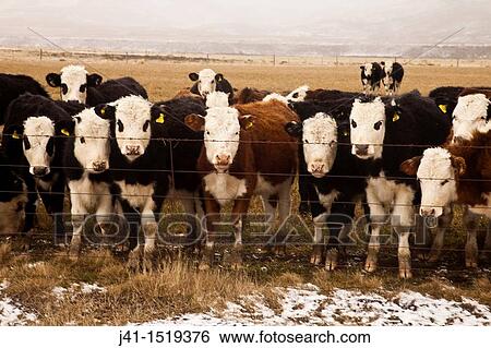Curious cattle peer through fence, winter, central Otago, South Island, New Zealand View Large Photo Image Stock Photograph - Curious cattle peer through fence, winter, central Otago, South Island, New Zealand. Fotosearch