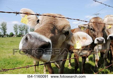 Curious cows grazing on a Bavarian field View Large Photo Image Stock Image - Curious cows grazing on a Bavarian field. Fotosearch