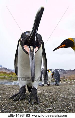 Curious king penguin Aptenodytes patagonicus breeding and nesting colony at St Andrews Bay on South Georgia, Southern Ocean View Large Photo Image Stock Image - Curious king penguin Aptenodytes patagonicus breeding and nesting colony at St Andrews Bay on South Georgia, Southern Ocean. Fotosearch