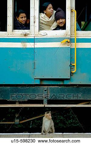 Stock Image - Curious monkey inspecting the Nilgiri Mountain Railway on a stop between Coonoor and Mettupalayam. India, Tamil Nadu 2005.. Fotosearch