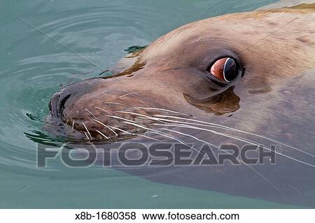 Curious Northern Steller sea lion Eumetopias jubatus bull inspecting the camera near Petersburg, Southeastern Alaska, USA, Pacific Ocean View Large Photo Image Stock Photo - Curious Northern Steller sea lion Eumetopias jubatus bull inspecting the camera near Petersburg, Southeastern Alaska, USA, Pacific Ocean. Fotosearch