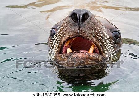 Stock Photography - Curious Northern Steller sea lion Eumetopias jubatus bull inspecting the camera near Petersburg, Southeastern Alaska, USA, Pacific Ocean. Fotosearch