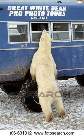Curious polar bear (Ursus maritimus) looking into tourist buggy, Churchill, Manitoba, Canada View Large Photo Image Stock Image - Curious polar bear (Ursus maritimus) looking into tourist buggy, Churchill, Manitoba, Canada. Fotosearch