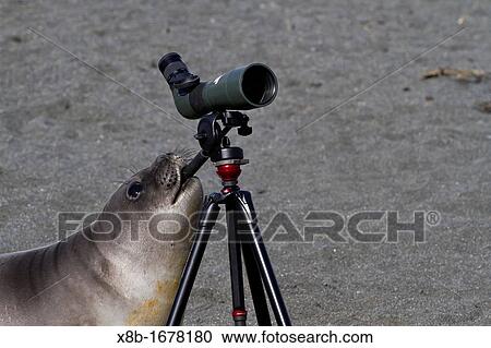 Curious southern elephant seal Mirounga leonina weaner pup inspects the spotting scope at Gold Harbour on South Georgia Island in the Southern Ocean View Large Photo Image Stock Image - Curious southern elephant seal Mirounga leonina weaner pup inspects the spotting scope at Gold Harbour on South Georgia Island in the Southern Ocean. Fotosearch