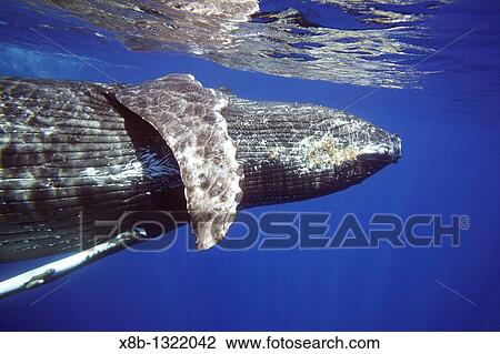 Curious sub-adult female humpback whale Megaptera novaeangliae interacting by rolling and approaching time and again in the AuAu Channel, Maui, Hawaii Pacific Ocean View Large Photo Image Stock Image - Curious sub-adult female humpback whale Megaptera novaeangliae interacting by rolling and approaching time and again in the AuAu Channel, Maui, Hawaii Pacific Ocean. Fotosearch