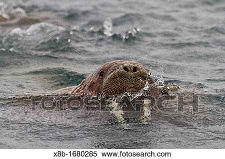 Curious walrus Odobenus rosmarus rosmarus near Apollo Island in Franz Josef Land, Russia, Arctic Ocean View Large Photo Image Stock Photography - Curious walrus Odobenus rosmarus rosmarus near Apollo Island in Franz Josef Land, Russia, Arctic Ocean. Fotosearch