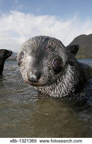 Curious young Antarctic Fur Seal Arctocephalus gazella close-up on the island of South Georgia, southern Atlantic Ocean View Large Photo Image Stock Photography - Curious young Antarctic Fur Seal Arctocephalus gazella close-up on the island of South Georgia, southern Atlantic Ocean. Fotosearch