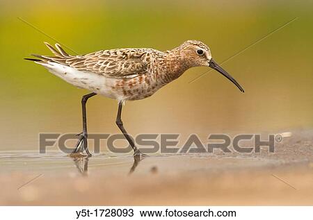 Stock Image - Curlew sandpiper Callidris ferruginea feeding, Athens Greece. Fotosearch
