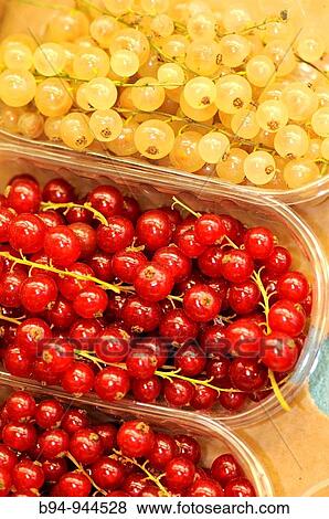 Currants in La Boqueria market, Barcelona, Catalonia, Spain View Large Photo Image Stock Photo - Currants in La Boqueria market, Barcelona, Catalonia, Spain. Fotosearch