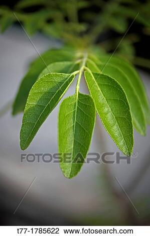 Curry Leaf, Murraya koenigii View Large Photo Image Stock Image - Curry Leaf, Murraya koenigii. Fotosearch
