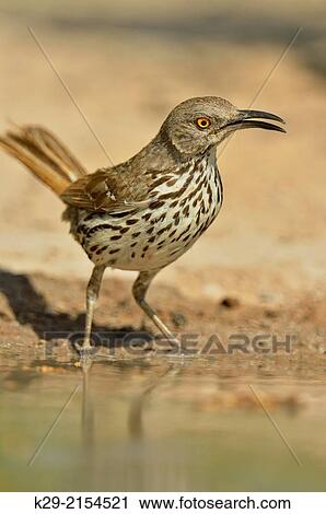 Curve-billed Thrasher (Toxostoma curvirostre), Rio Grande City, Texas, USA. View Large Photo Image Stock Image - Curve-billed Thrasher (Toxostoma curvirostre), Rio Grande City, Texas, USA.. Fotosearch