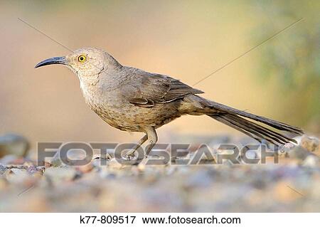 Curve-billed Thrasher (Toxostoma curvirostre). Saguaro N. P., Arizona, USA. View Large Photo Image Stock Photo - Curve-billed Thrasher (Toxostoma curvirostre). Saguaro N. P., Arizona, USA.. Fotosearch