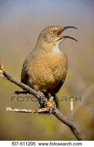 Curve-billed Thrasher (Toxostoma curvirostre). Arizona, USA View Large Photo Image Stock Photography - Curve-billed Thrasher (Toxostoma curvirostre). Arizona, USA. Fotosearch