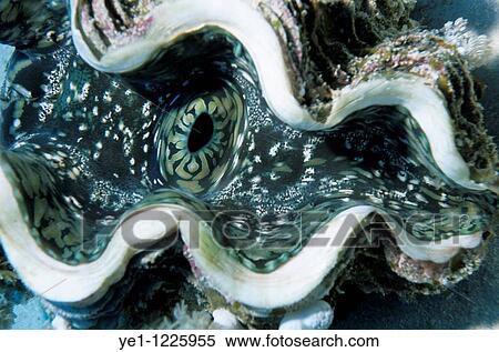 Curved shell of a Giant Clam, Dolphin House, Shab Samadai, Red Sea, Egypt. View Large Photo Image Stock Photography - Curved shell of a Giant Clam, Dolphin House, Shab Samadai, Red Sea, Egypt.. Fotosearch