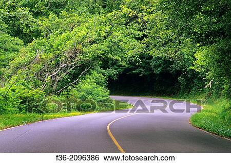 Stock Photograph - Curving road disappears into forest trees, near Crescent City, California.. Fotosearch