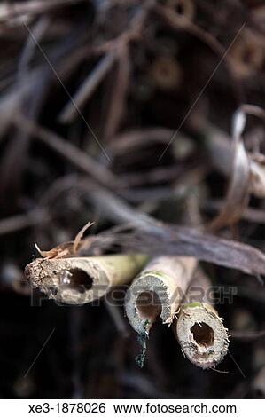 Cut canes View Large Photo Image Stock Photograph - Cut canes. Fotosearch