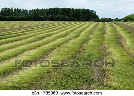 cut flax field around Etretat, Cote d? Albatre, Pays de Caux, Seine-Maritime department, Upper Normandy region, France, Europe View Large Photo Image Stock Photo - cut flax field around Etretat, Cote d? Albatre, Pays de Caux, Seine-Maritime department, Upper Normandy region, France, Europe. Fotosearch