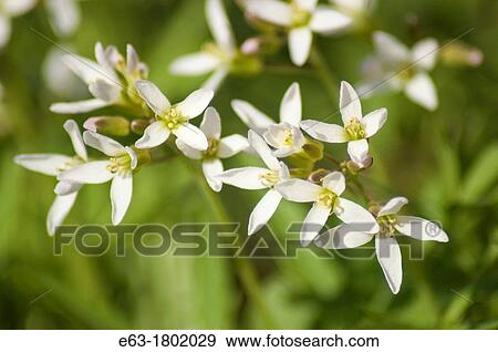 Cut-leaved toothwort Dentaria laciniata Sandbanks Prov Park, Ontario, Canada View Large Photo Image Stock Photo - Cut-leaved toothwort Dentaria laciniata Sandbanks Prov Park, Ontario, Canada. Fotosearch