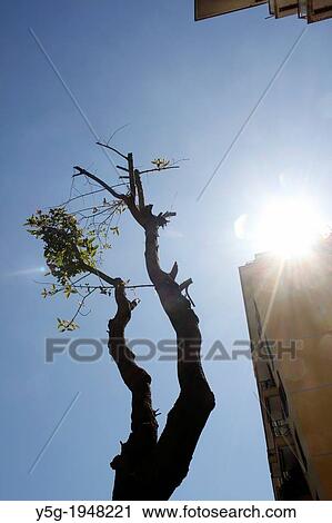cut tree branches and blue sky in rome italy. View Large Photo Image Stock Image - cut tree branches and blue sky in rome italy.. Fotosearch