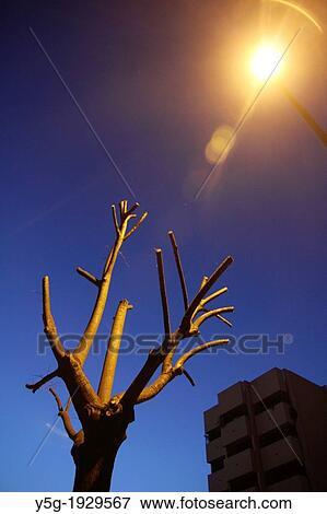 cut tree branches at night in rome, italy View Large Photo Image Stock Photo - cut tree branches at night in rome, italy. Fotosearch