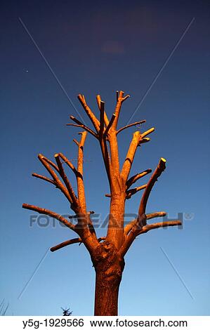 cut tree branches at night in rome, italy View Large Photo Image Stock Photograph - cut tree branches at night in rome, italy. Fotosearch
