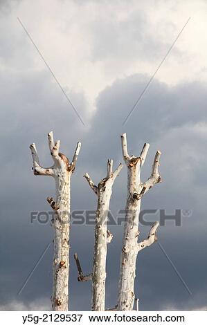 cut tree tops against dark sky View Large Photo Image Stock Photo - cut tree tops against dark sky. Fotosearch