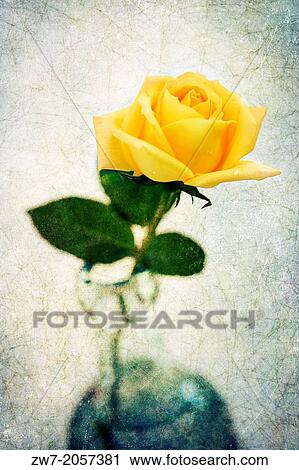 Cut Yellow Rose flower in glass botttle, textured image. View Large Photo Image Stock Image - Cut Yellow Rose flower in glass botttle, textured image.. Fotosearch
