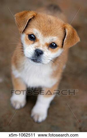 Stock Image - Cute puppy looking up at the camera. Fotosearch