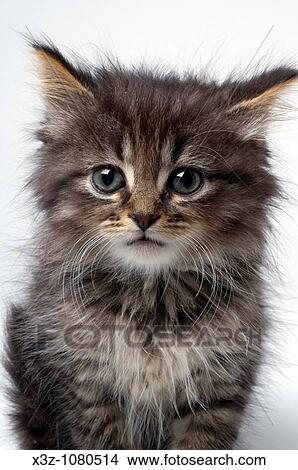 Cute six week old kitten View Large Photo Image Picture - Cute six week old kitten. Fotosearch