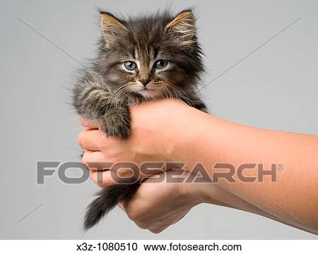 Cute six week old kitten View Large Photo Image Stock Image - Cute six week old kitten. Fotosearch