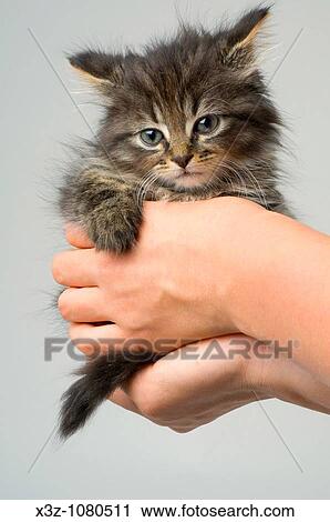 Stock Image - Cute six week old kitten. Fotosearch