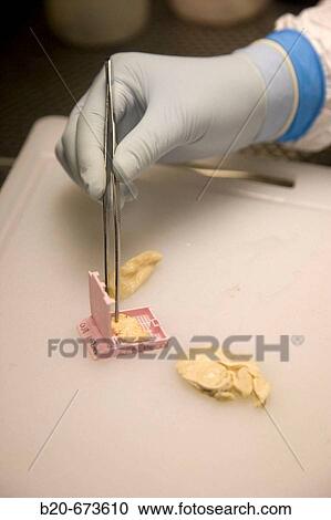 Stock Image - Cutting encephalus, Pathological anatomy, Laboratory of Bio-Safety Level P3, Departamento de Producci? n y Sanidad Animal, Neiker Tecnalia, Instituto de Investigaci? n y Desarrollo Agrario, Ganadero, Forestal y del Medio Natural, Euskadi, Spain. Fotosearch
