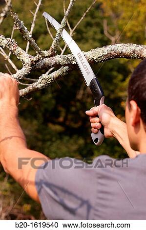 Cutting of tree branches, pruning saw, Agricultural and gardening hand tool, Usurbil, Gipuzkoa, Basque Country, Spain View Large Photo Image Stock Image - Cutting of tree branches, pruning saw, Agricultural and gardening hand tool, Usurbil, Gipuzkoa, Basque Country, Spain. Fotosearch