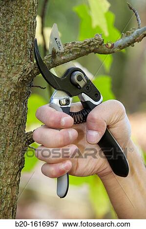 Cutting of tree branches, Pruning secateur, hand tool for agriculture, Donostia, San Sebastian, Gipuzkoa, Basque Country, Spain View Large Photo Image Stock Photo - Cutting of tree branches, Pruning secateur, hand tool for agriculture, Donostia, San Sebastian, Gipuzkoa, Basque Country, Spain. Fotosearch