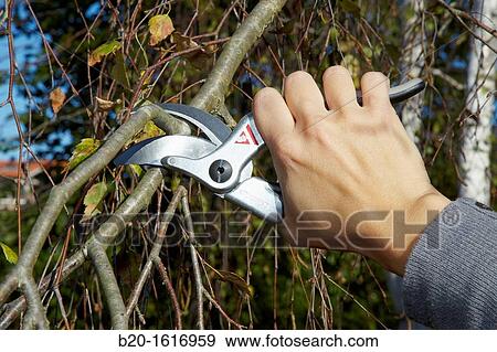 Stock Photo - Cutting of tree branches, Pruning secateur, hand tool for agriculture, Donostia, San Sebastian, Gipuzkoa, Basque Country, Spain. Fotosearch