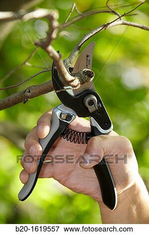 Cutting of tree branches, Pruning secateur, hand tool for agriculture, Donostia, San Sebastian, Gipuzkoa, Basque Country, Spain View Large Photo Image Stock Photo - Cutting of tree branches, Pruning secateur, hand tool for agriculture, Donostia, San Sebastian, Gipuzkoa, Basque Country, Spain. Fotosearch