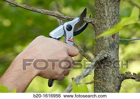 Stock Photograph - Cutting of tree branches, Pruning secateur, hand tool for agriculture, Donostia, San Sebastian, Gipuzkoa, Basque Country, Spain. Fotosearch