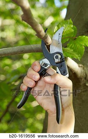 Cutting of tree branches, Pruning secateur, hand tool for agriculture, Donostia, San Sebastian, Gipuzkoa, Basque Country, Spain View Large Photo Image Stock Photograph - Cutting of tree branches, Pruning secateur, hand tool for agriculture, Donostia, San Sebastian, Gipuzkoa, Basque Country, Spain. Fotosearch