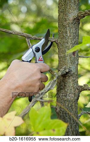 Stock Photography - Cutting of tree branches, Pruning secateur, hand tool for agriculture, Donostia, San Sebastian, Gipuzkoa, Basque Country, Spain. Fotosearch